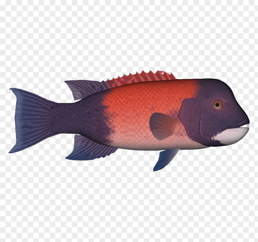 California Sheephead Northern Red Snapper Corbina Kelp Forest Fish Pack PNG