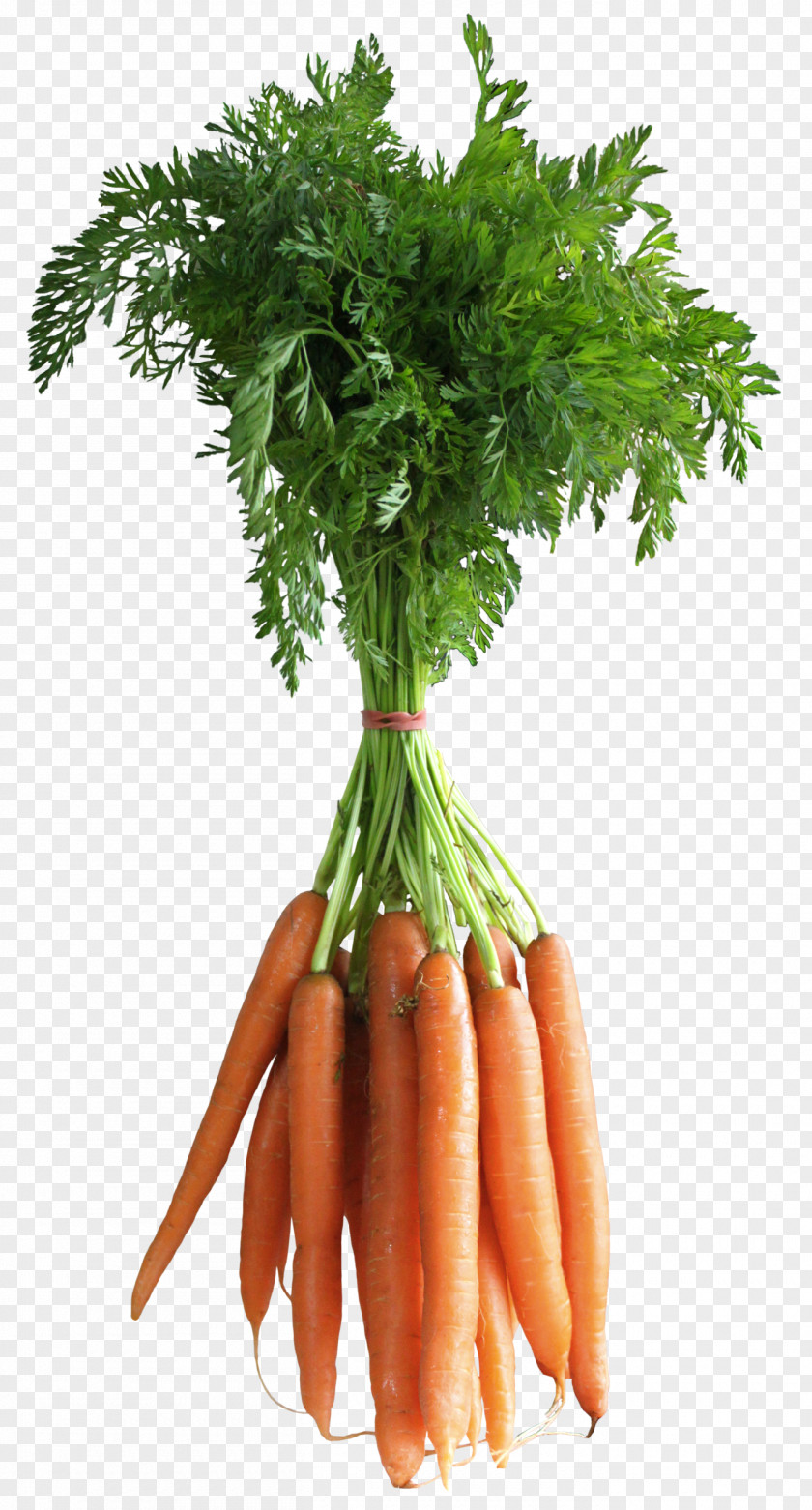Carrot Picture Clip Art PNG