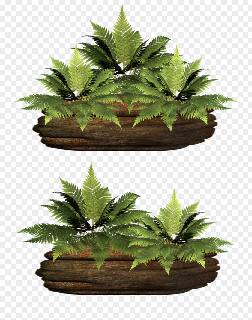 Fern Plant Clip Art PNG