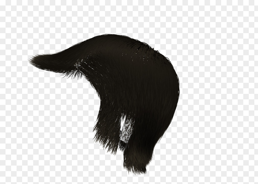 Men's Wig Mammal Fur Carnivora Animal Wildlife PNG