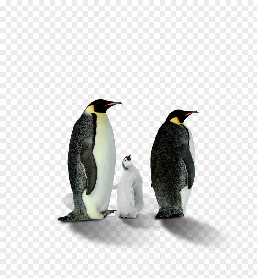 Penguin Computer Monitor 1080p VGA Connector HDMI Light-emitting Diode PNG