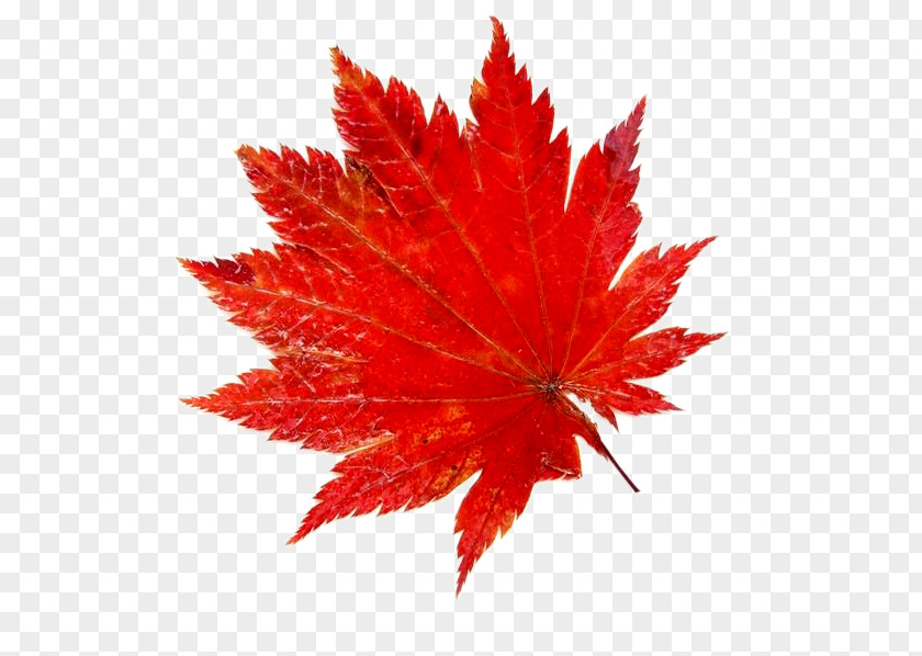 Red Maple Leaf Green Yellow PNG