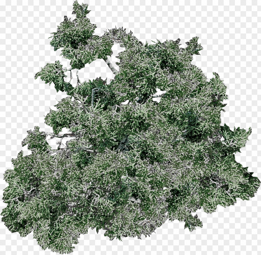 Tree Branch African Trees Art Evergreen PNG