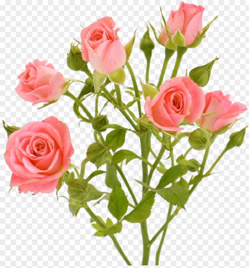 White Roses Garden Flower Pink Clip Art PNG