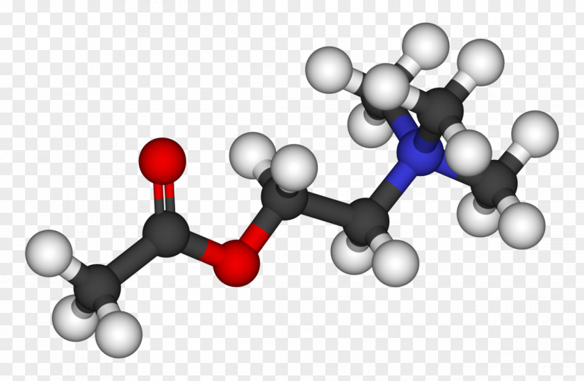 Acetylcholine Neurotransmitter Acetic Acid Methyl Acetate Receptor PNG