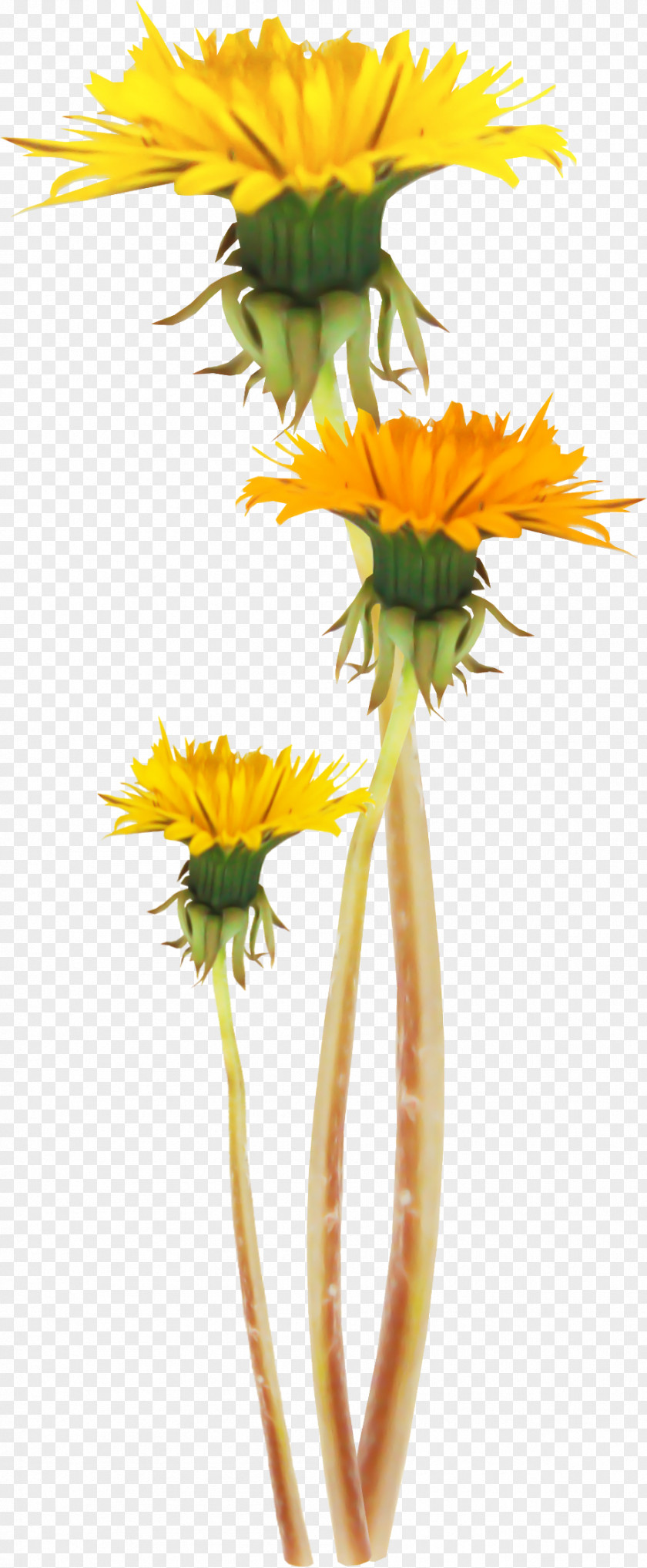 Dandelion Flower Yellow Clip Art PNG