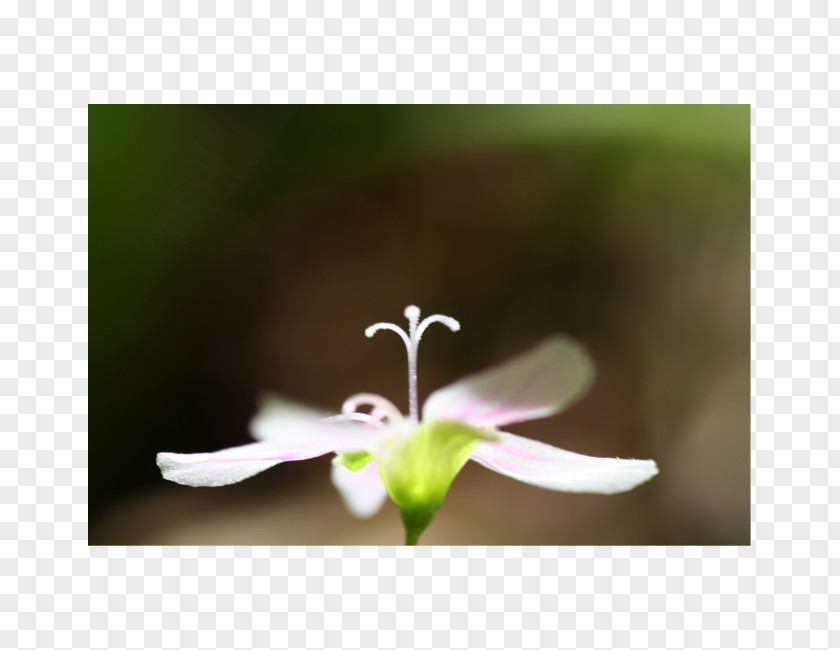 Female Flowers Stigma Flower Petal Pollinator Pollen PNG