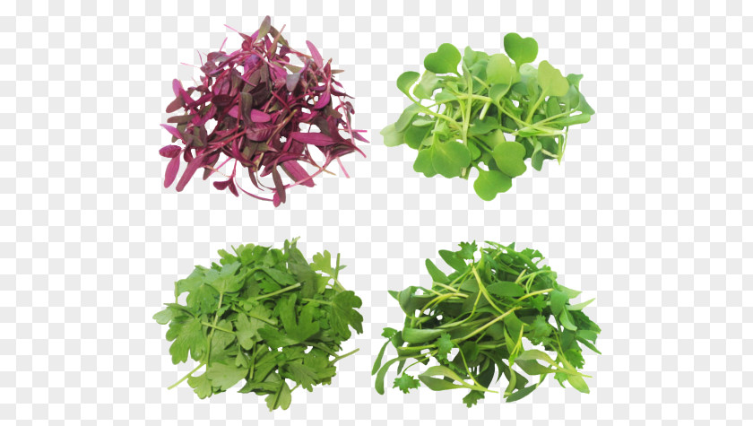 Fodder Hydroponic Farming Microgreen Greens Produce Salad Curly Kale PNG