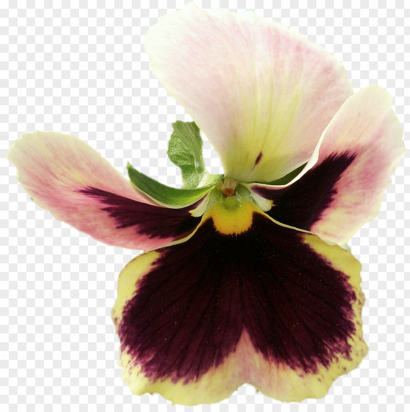 Pansy Bleu Et Violet PNG