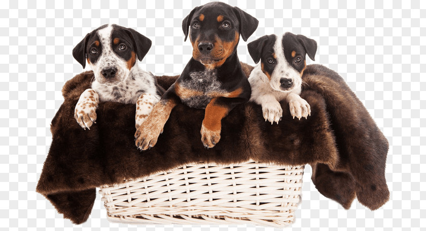 Puppy Rottweiler Australian Shepherd Bulldog Border Collie PNG