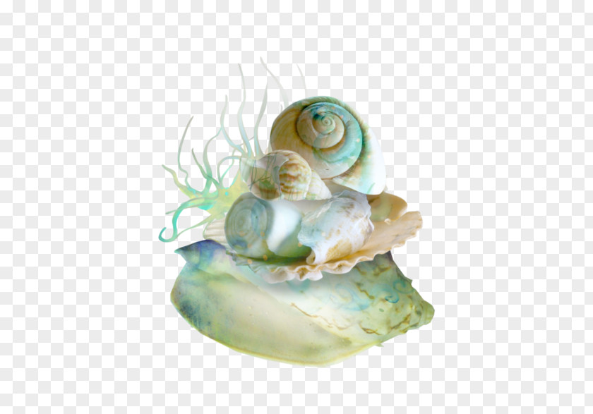 Seashell Mussel Oyster Marine PNG