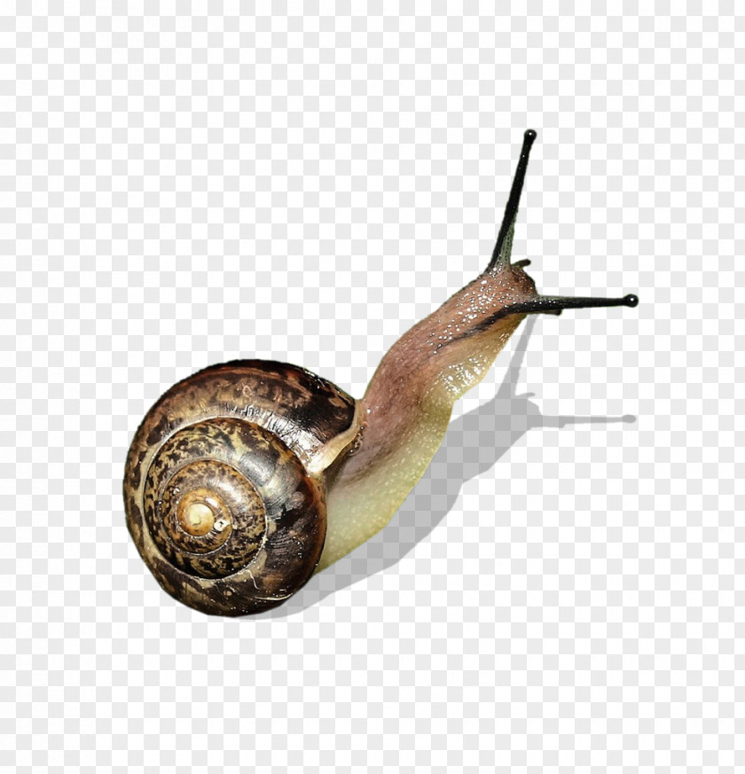 Stand Up To The Snail Orthogastropoda Clip Art PNG