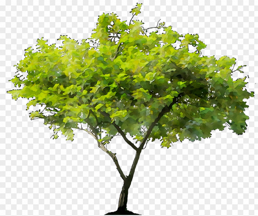 Stock Photography Tree Royalty-free Stock.xchng Scarlet Oak PNG