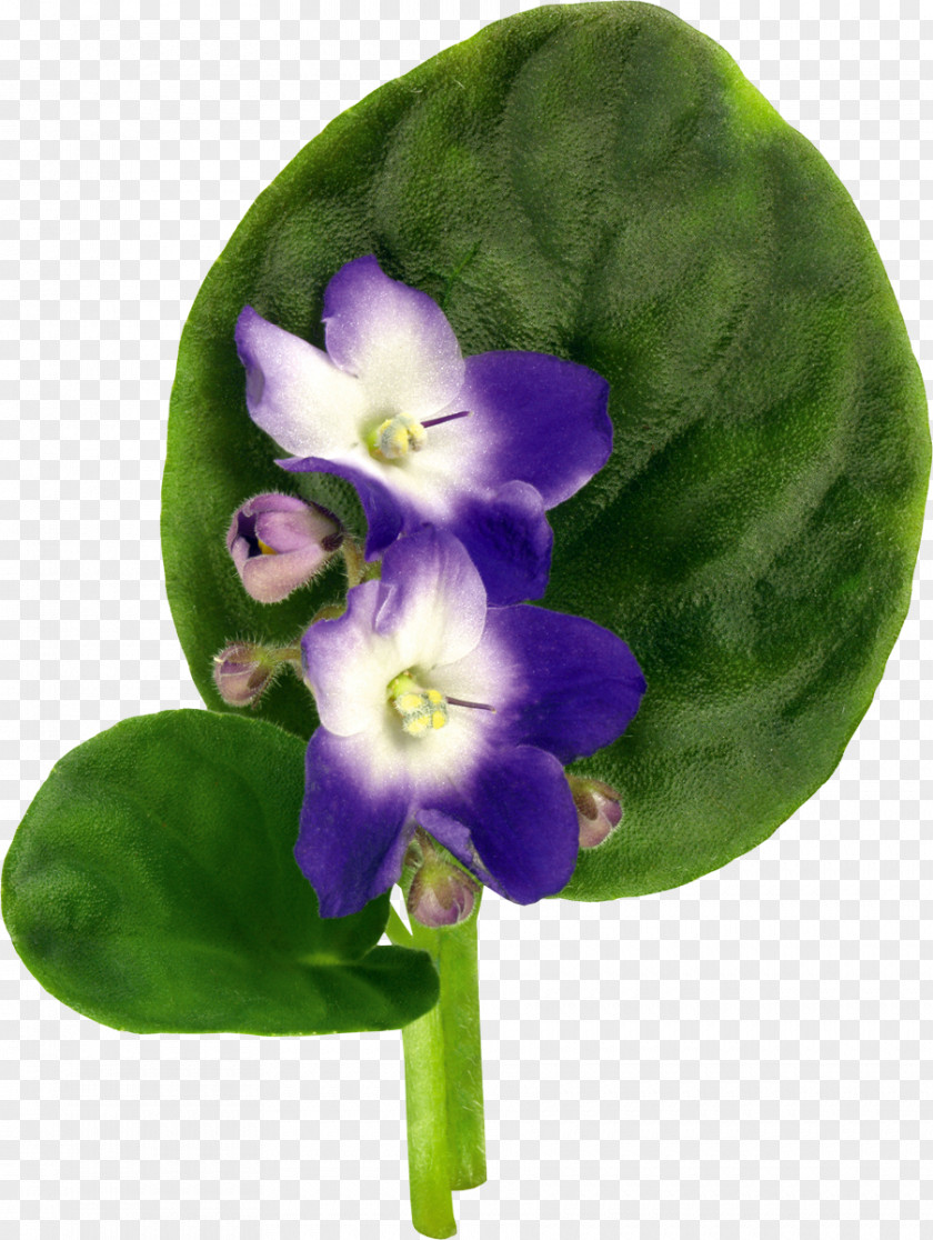 Violet Flower Drawing Clip Art PNG