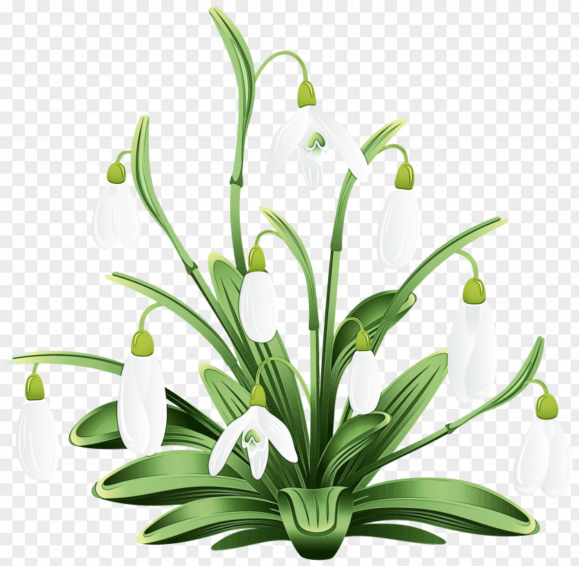 Amaryllis Family Plant Stem Summer Flower Background PNG