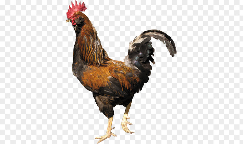 Cock PNG clipart PNG