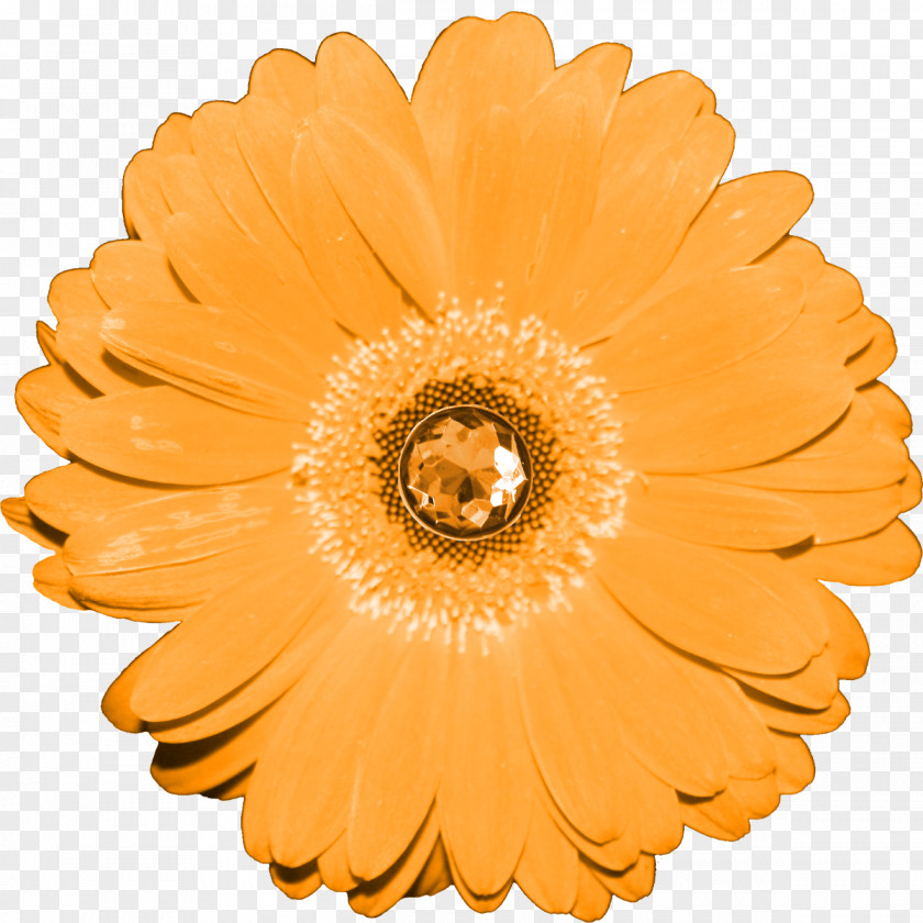 Flower Transvaal Daisy Drawing PNG