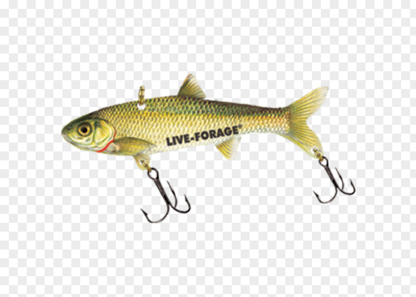 Golden Spoon Trout Forage Fish Bait Minnow PNG