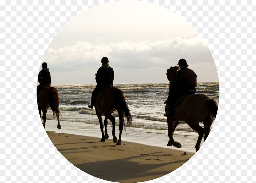 Horse Riding Chania Heraklion Hersonissos Equestrian PNG