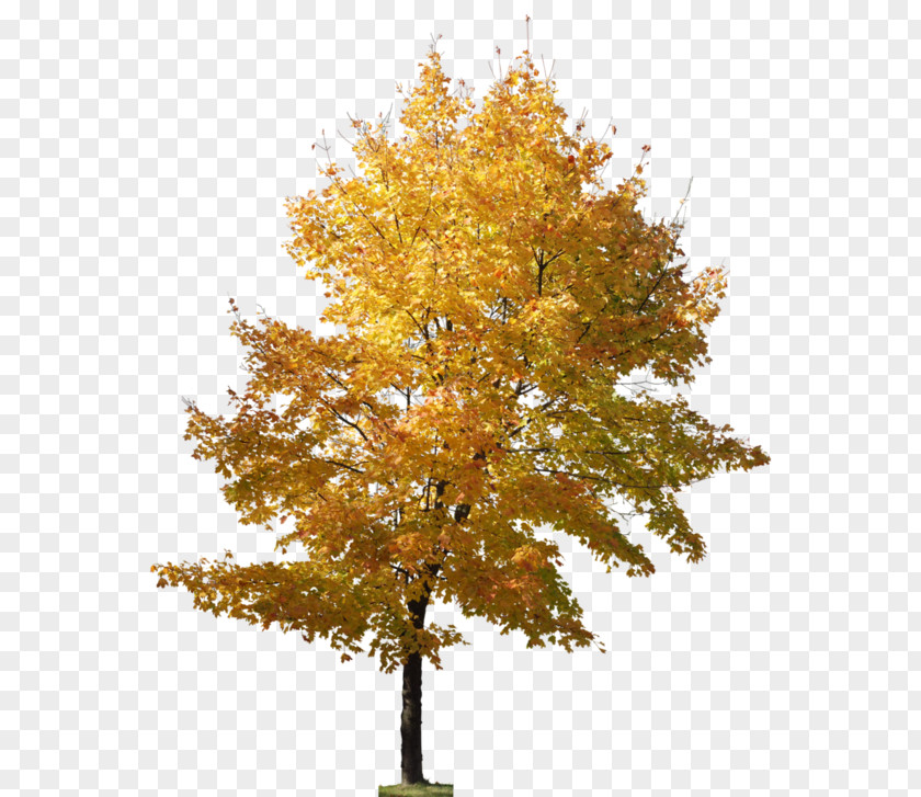 Tree Ginkgo Biloba Landscape Architecture PNG