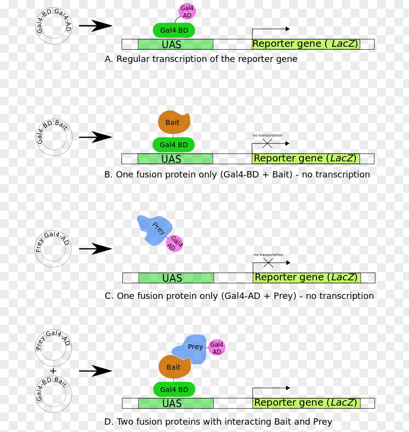 Two-hybrid Screening Reporter Gene Transcription Factor Protein Domain PNG
