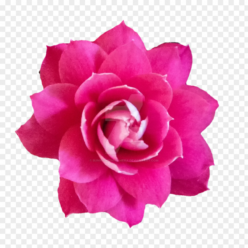 Baby Pink Flower Garden Roses Cabbage Rose Flowers Floribunda PNG