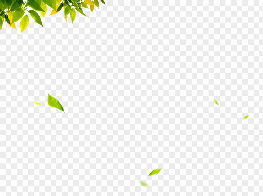 Green Leaves Leaf PNG