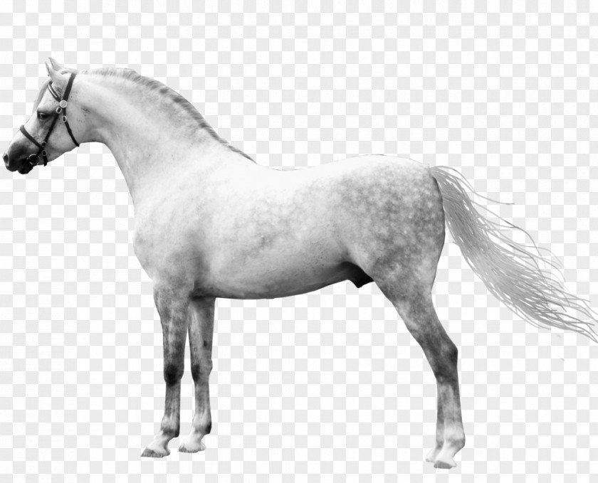 Mustang Welsh Pony And Cob Mane American Quarter Horse PNG