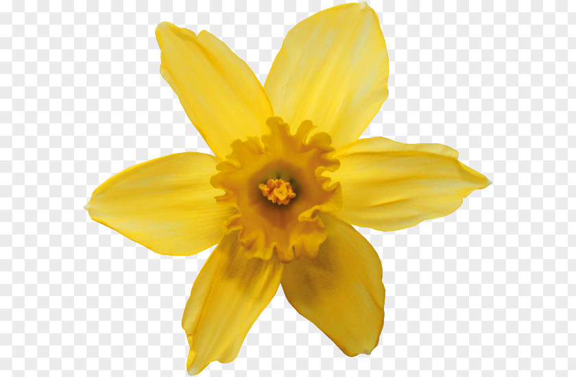 Narcissus Pseudonarcissus Tazetta Flower Animation Tulip PNG