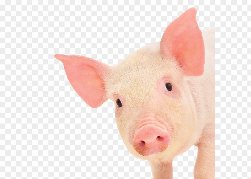 Piglet Miniature Pig Pig's Ear PNG