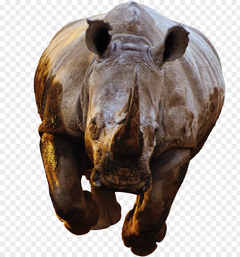 Rhinoceros Success White Horn Poaching PNG