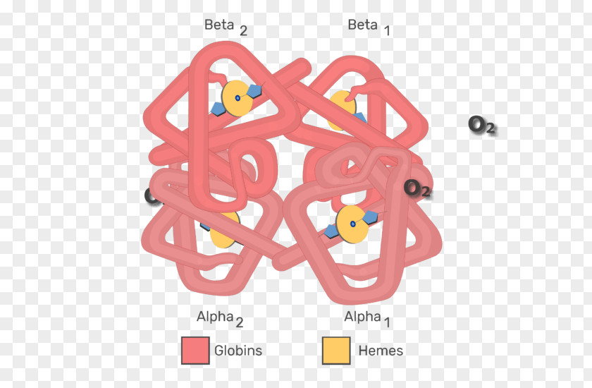 Saturated Hemoglobin Molecule Myoglobin A1C Heme PNG