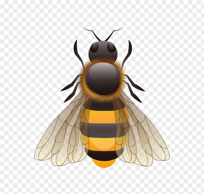 Bee,Cartoon European Dark Bee Insect Beekeeping Download PNG