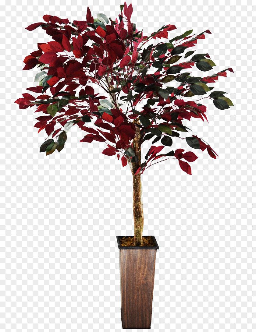 Ficus Background Twig Flowerpot Shrub Plant Stem Houseplant PNG