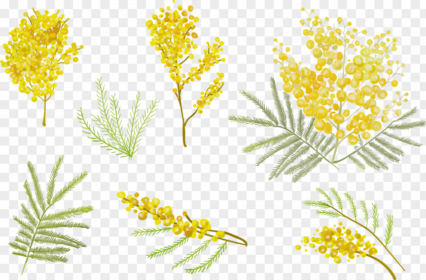Vascular Plant Stem Yellow Flower Flowering Pedicel PNG