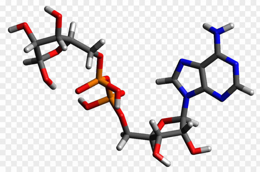 Adenosine Diphosphate Ribose Triphosphate PNG