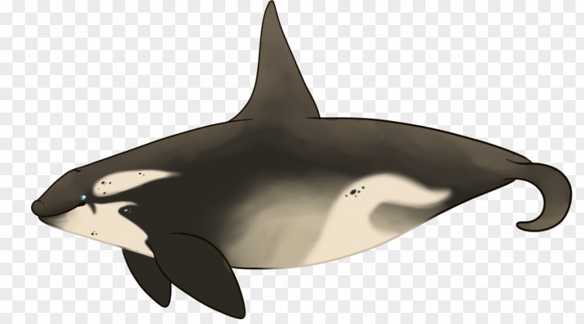 Design Tucuxi White-beaked Dolphin Killer Whale Fauna PNG