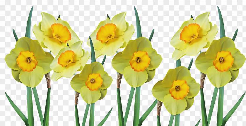 Floral Design PNG