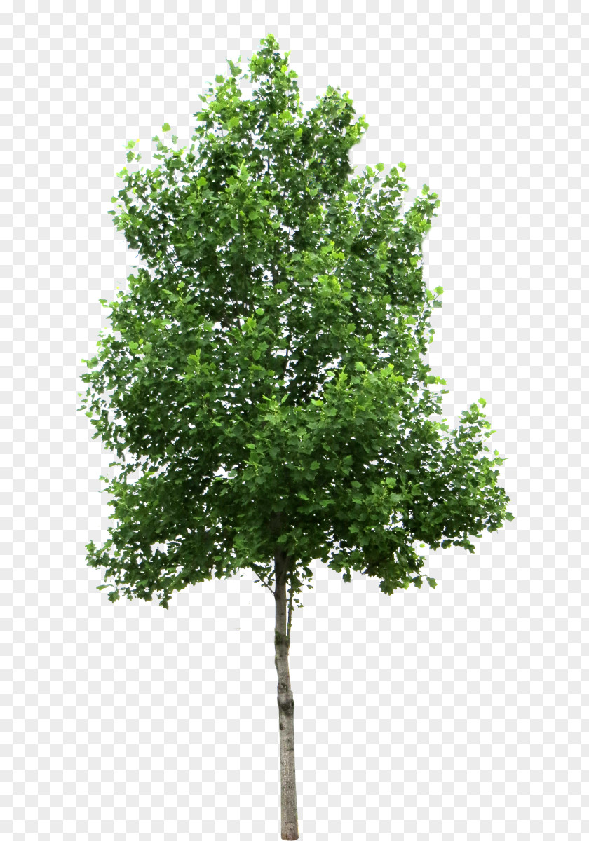 PLACES Acer Ginnala Tree Deciduous Clip Art PNG