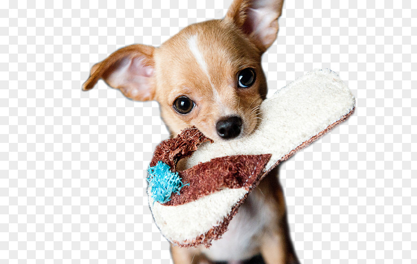 Puppy Chihuahua Miniature Pinscher Beagle Pet PNG