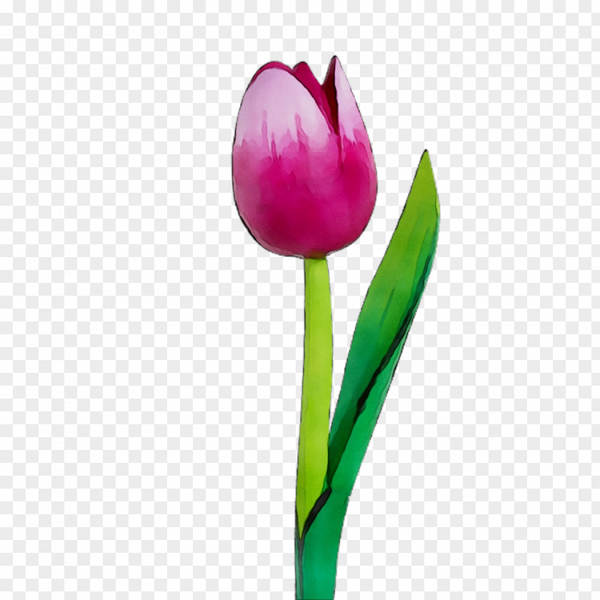 Tulip Cut Flowers Plant Stem Bud Petal PNG