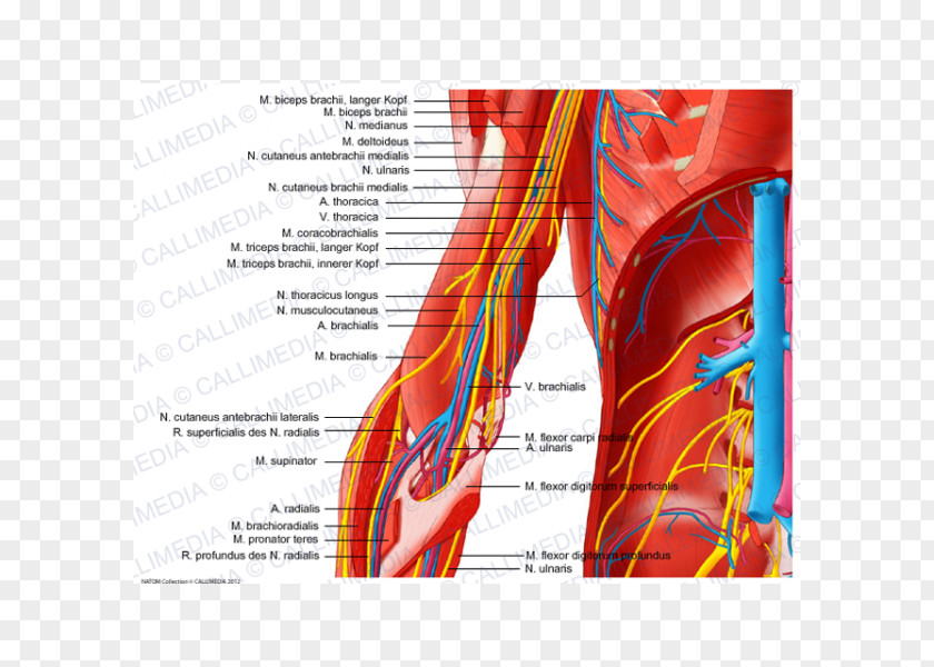 Arm Elbow Ulnar Nerve Human Body PNG