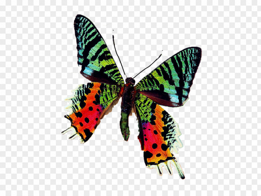 Butterfly Monarch Moth Clip Art PNG