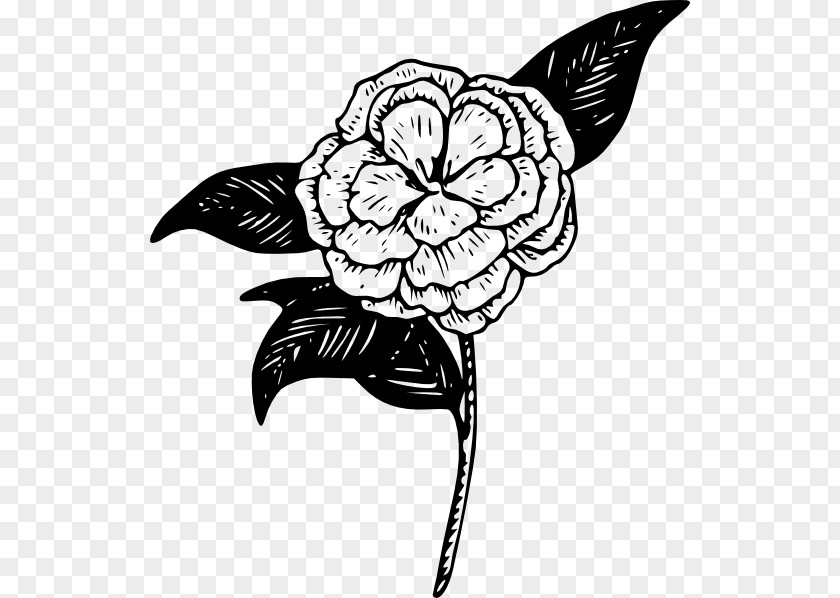 Camellia Clip Art PNG