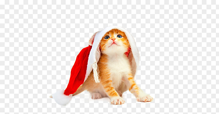 Christmas Cat Puppy Kitten Santa Claus Dog PNG