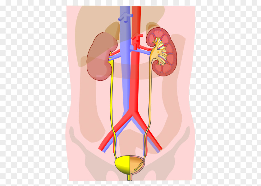 Excretory System Organ Anatomy Human Body Ureter PNG system body Ureter, Urology Nurse s clipart PNG