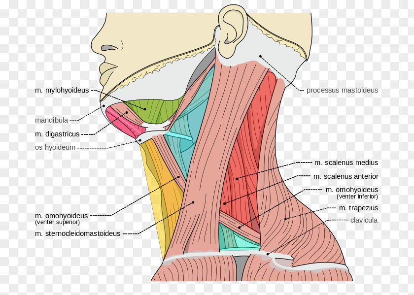 Neck Triangles Scalene Muscles Posterior Triangle Of The Torticollis PNG