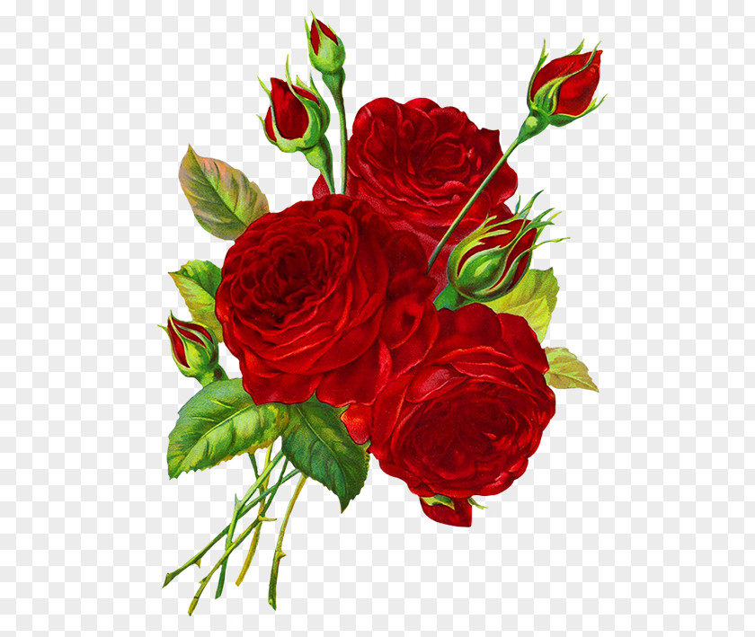 Roses Drawing Rose Red Clip Art PNG