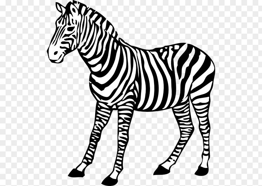 Cartoon Zebras Black And White Drawing Clip Art PNG
