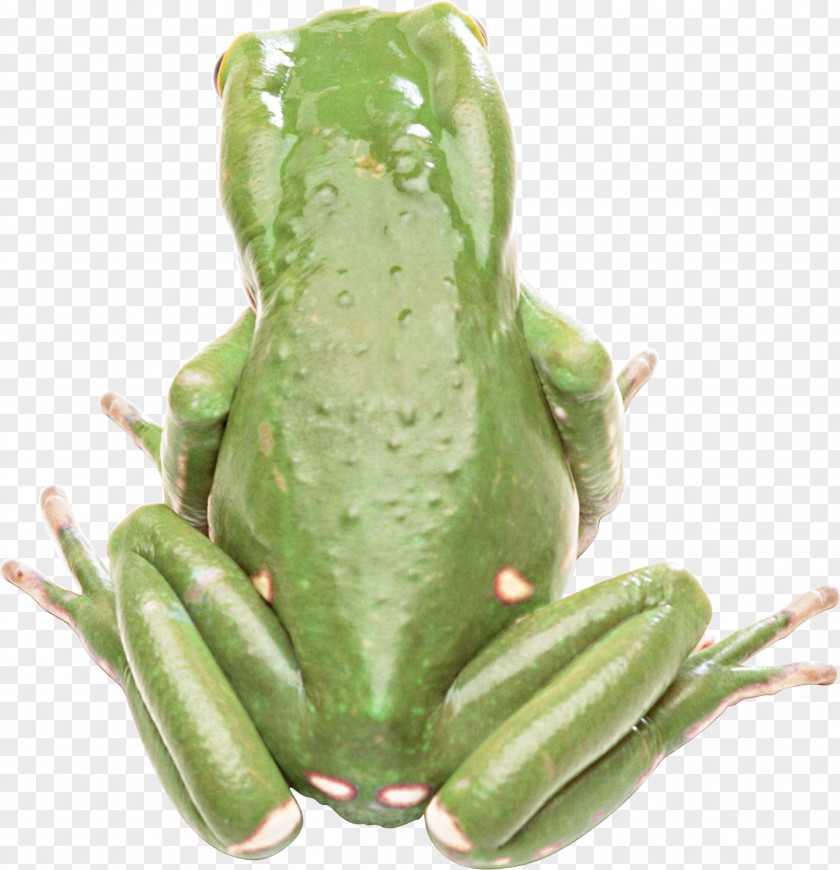 Frog Green Pixel PNG